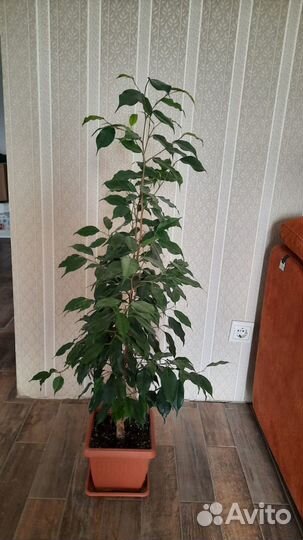 Фикус даниэль