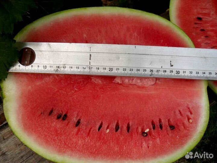 Семена арбуза сорт Продюсер