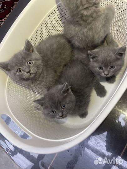 Британские котята