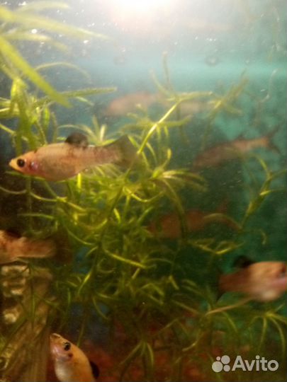 Меченосцы красные, зелёные, молинезии