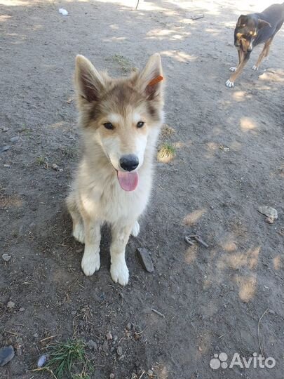 Щенок мальчик