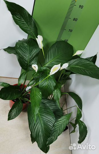Цветущие делёнки,крупный Спатифиллум Свит Лауретта