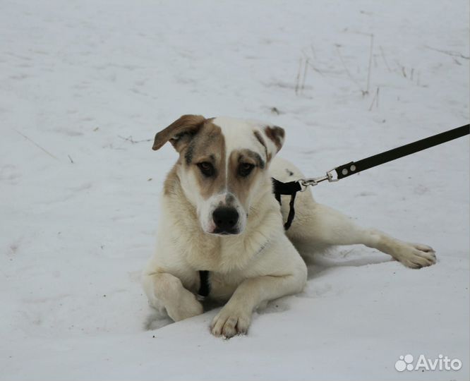 Активный молодой пес страдает в клетке приюта