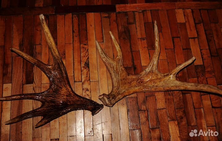 Рога лося.Рога для вина.Обмен
