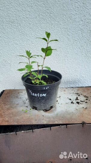 Гортензия метельчатая