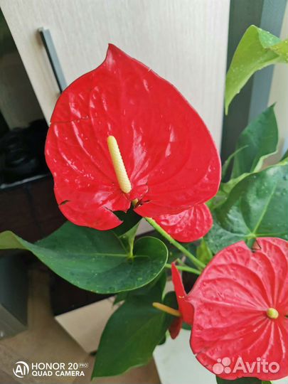 Антуриум Миннесота серия большие американцы