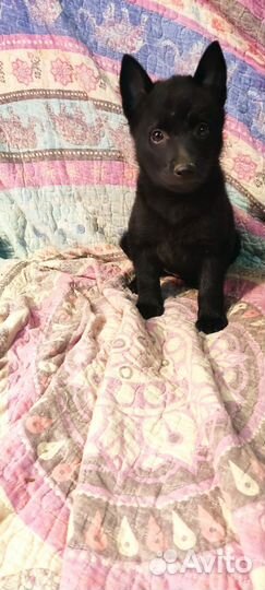 Щенок шипперке девочка