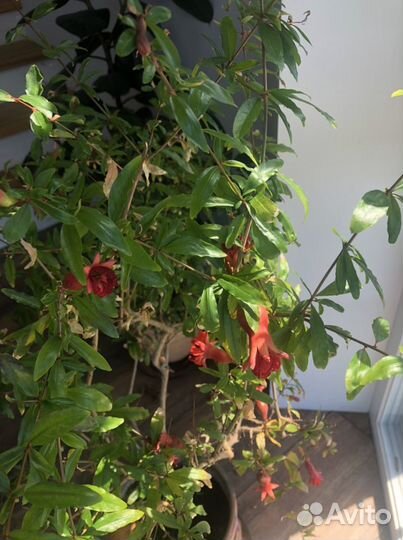 Гранатовое дерево карликовый гранат