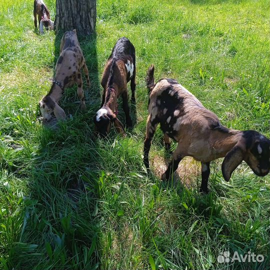 Козлята англо-нубийцы