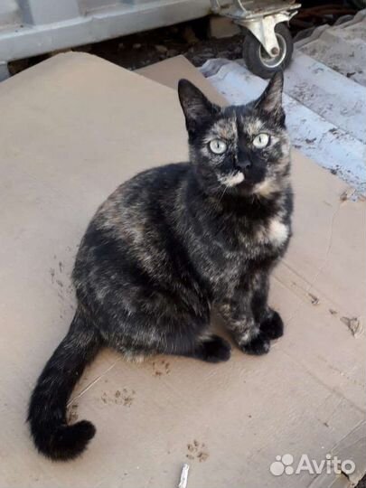 Несчастная кошечка ищет дом