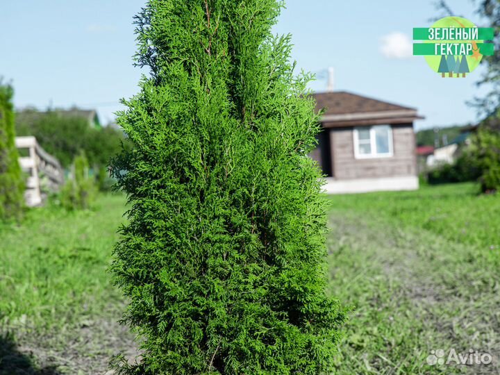 Туя колумна 1,6 м свежая копка 2023