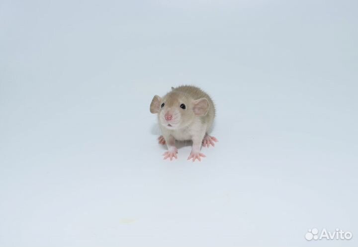 Крысы дамбо. От 1 месяца. Питомник. Доставка по РФ