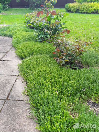 Очиток едкий(почвокровное)