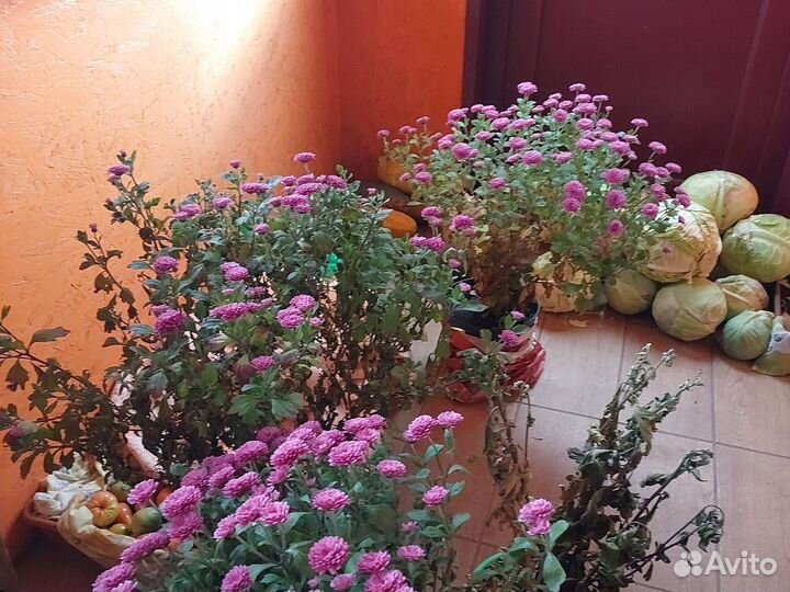 Хризантемы