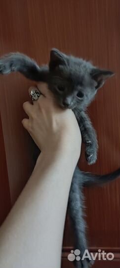 Котенок серый дымчатый в добрые руки