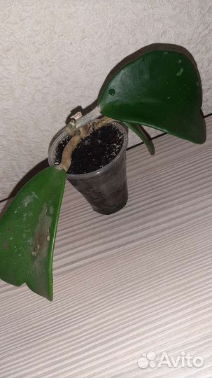 Хойи Мирт Пеперомия