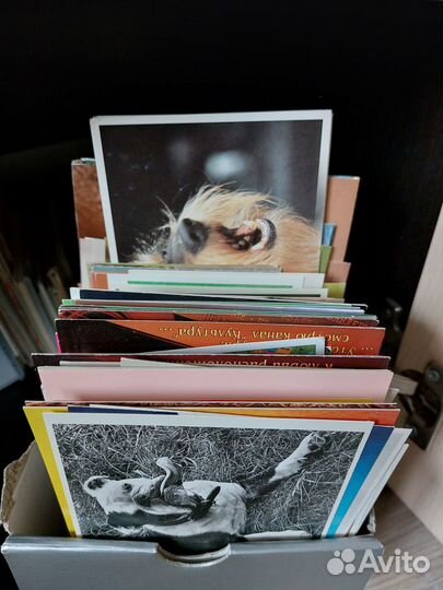 Карточки собаки