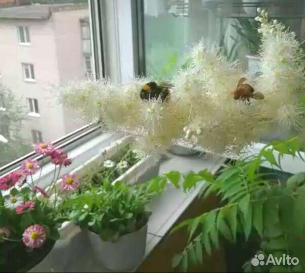 Таволга,рэо