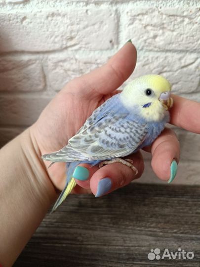 Радужные самцы от 33 дней