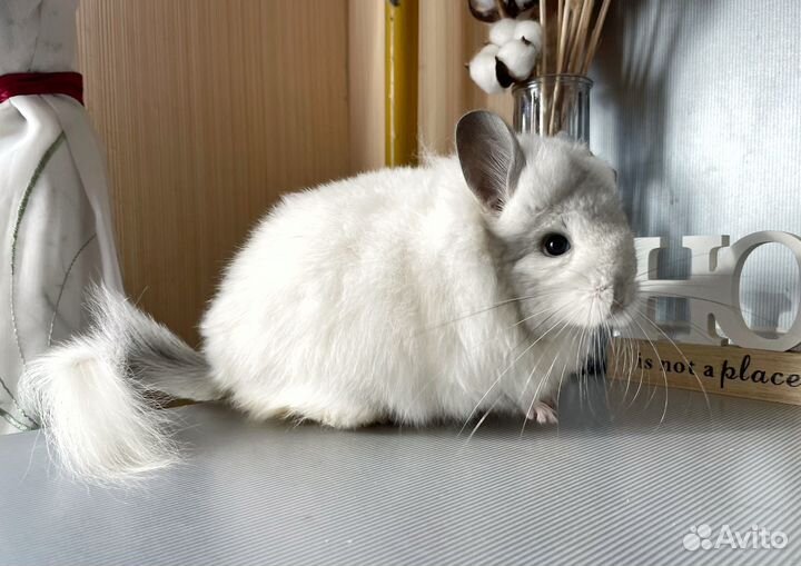 Королевская ангора шиншилла девочка