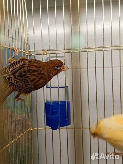 Кенар канарейка