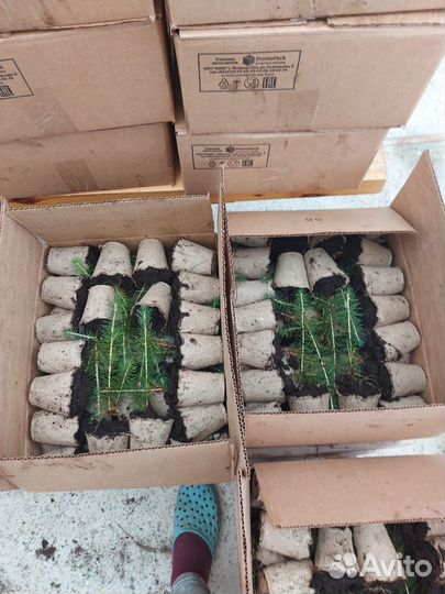 Сеянцы ели европейской зкс