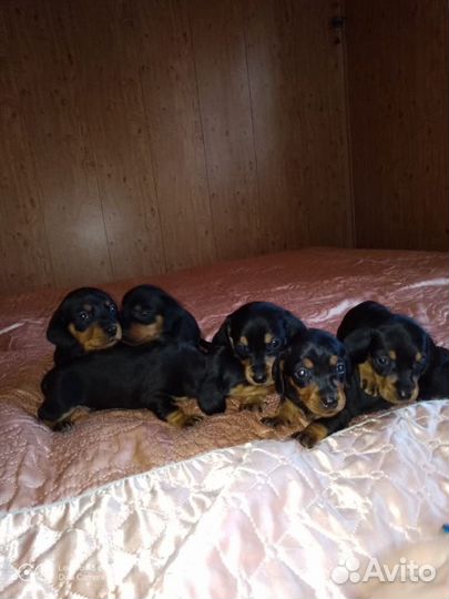 Кабель Таксы для вязки