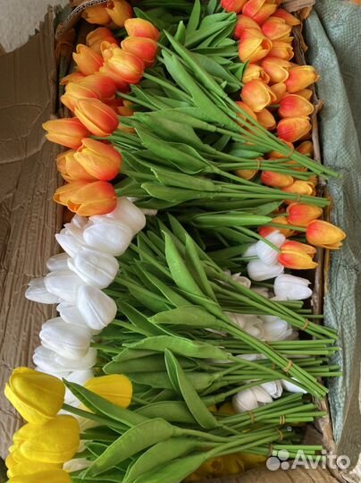 Тюльпаны 30р