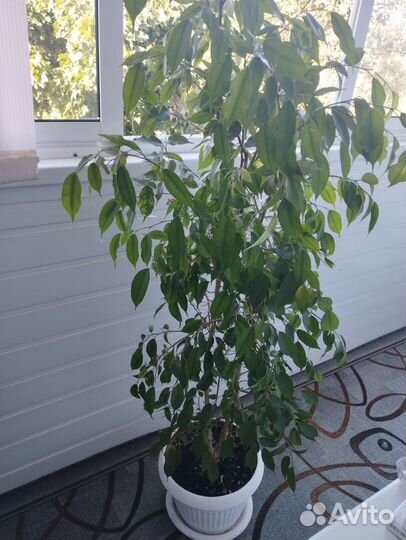 Фикус бенджамина большой