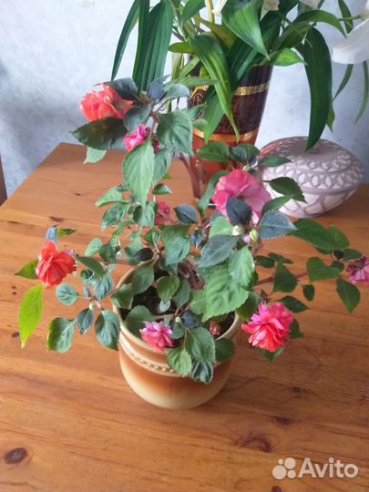 Бальзамин махровый