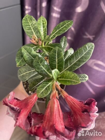 Сортовые адениумы