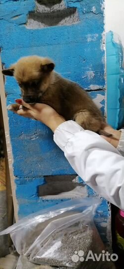 Собака щенок