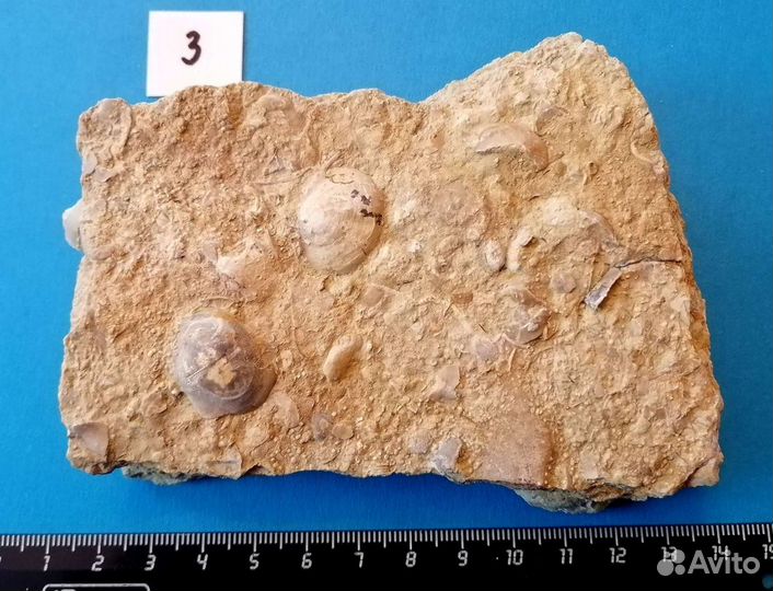 Палеонтология окаменелость Девонское дно