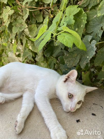 Котик