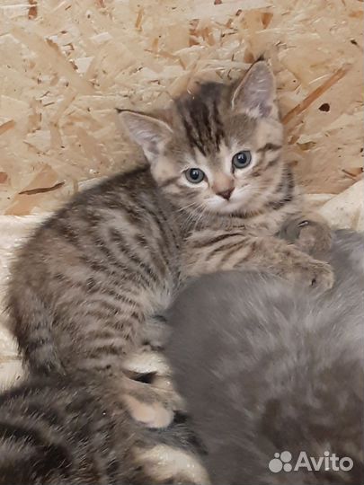 Шотландская