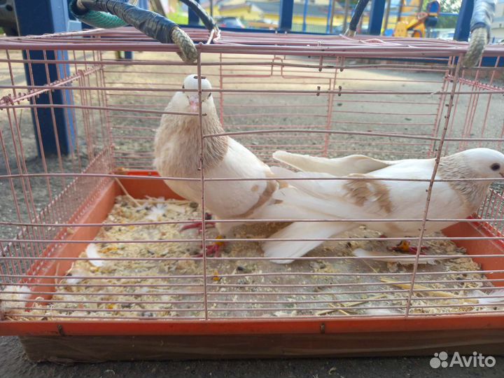 Голуби Пермские гривуны лимонные ижевские