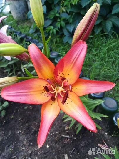 Многолетники для дачи