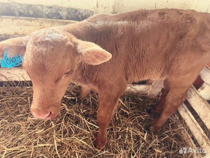 Телята бычки телки быстрая доставка