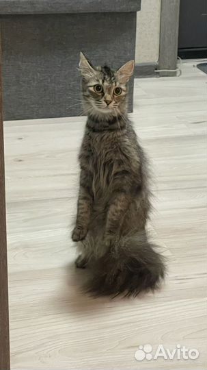 Отдам кошку в добрые руки