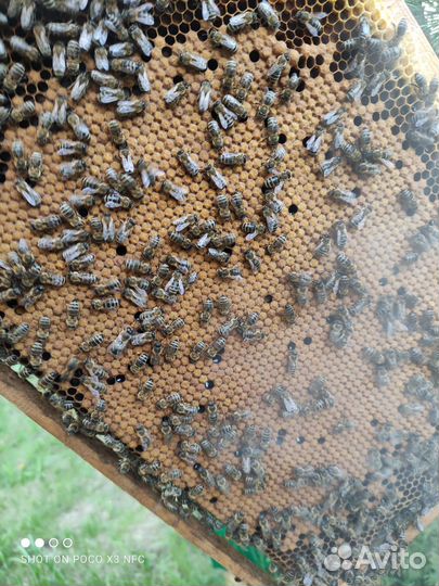 Пчелопакеты карника, семьи