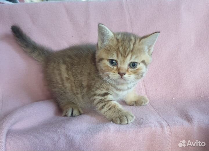 Британская шоколадная кошечка