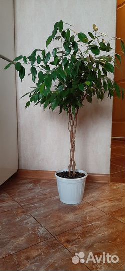 Фикус бенджамина