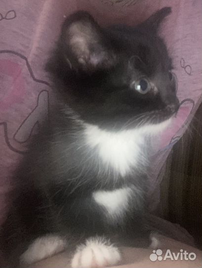 Отдам котят