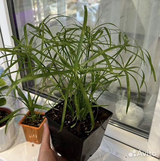 Комнатные цветы