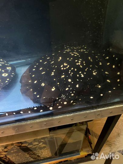 Пара скатов BD