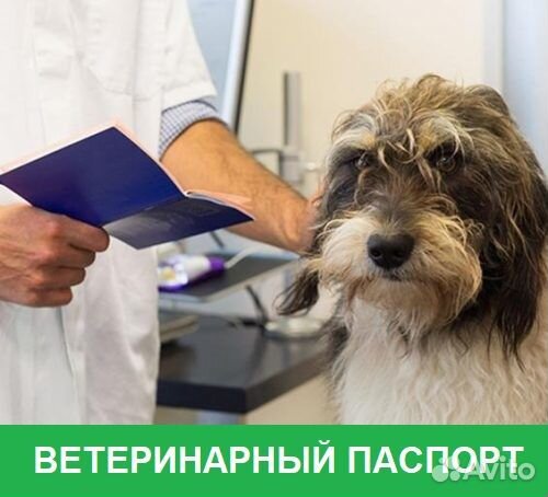 Ветеринарный врач с выездом на дом. Круглосуточно