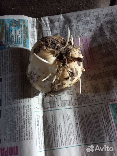 Рябчик императорский