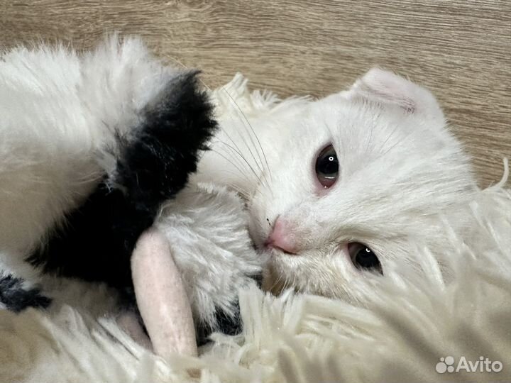 Отдам кошечку, в добрые руки