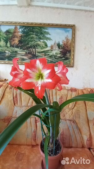 Комнатные цветы