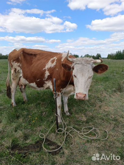 Коровы дойные молочные